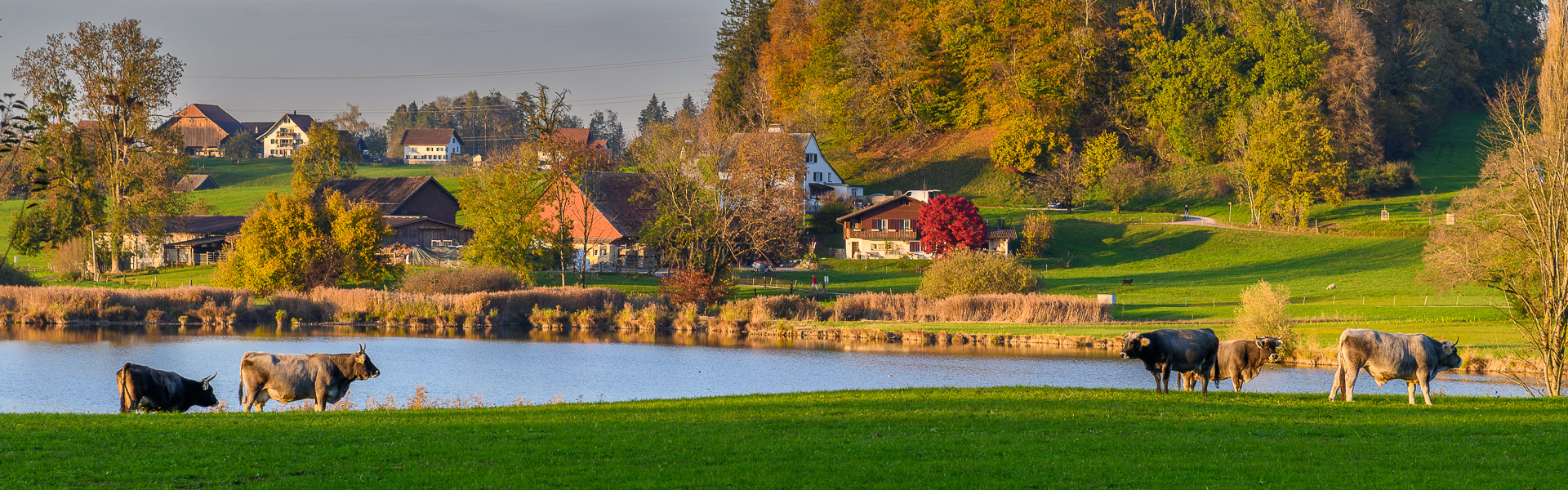Rätisches Grauvieh am Lützelsee mit Hasel und Adletshausen am 10. November 2022 um 16.10 Uhr