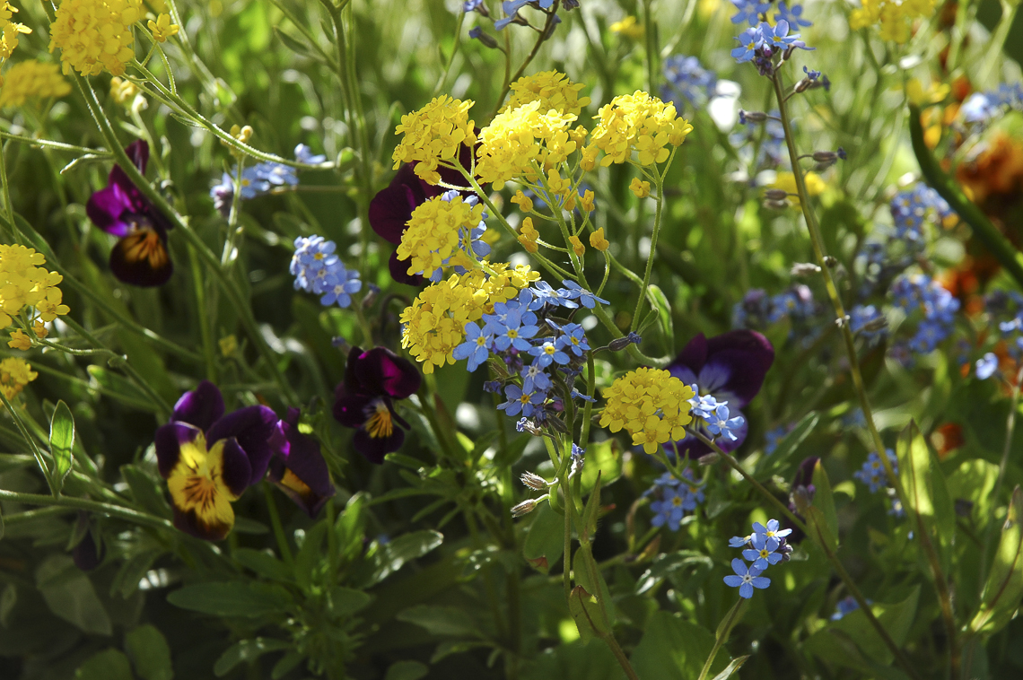 Frühlingsblumen mit Vergissmeinnicht und Stiefmütterchen im Garten