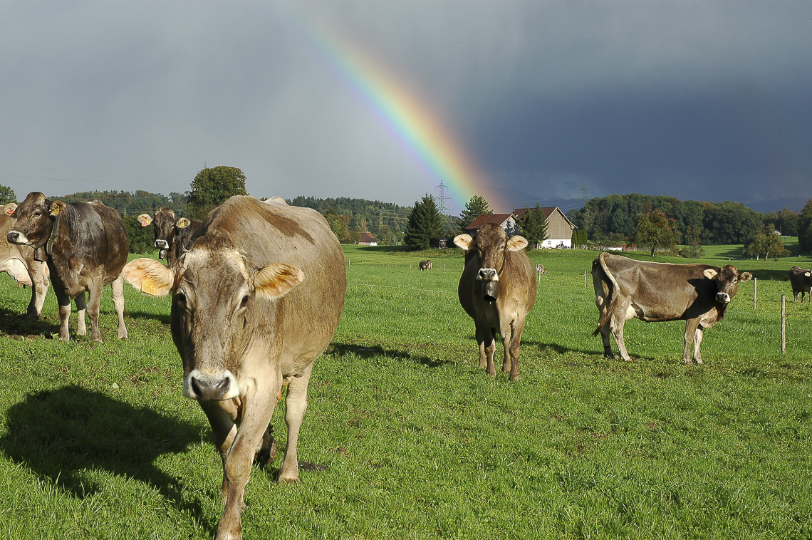 Regenbogen und Kuhherde auf der Zelg