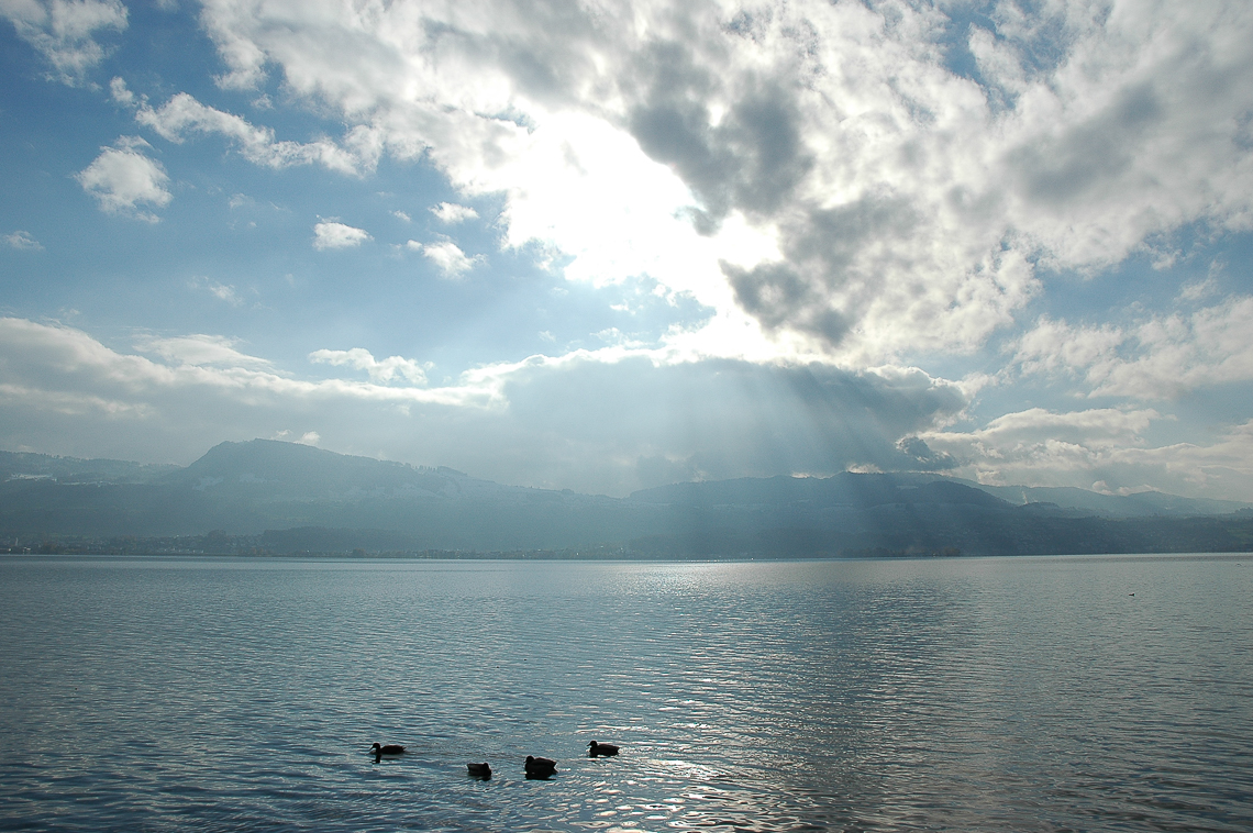 Stockenten auf dem Zürichsee bei der Risi mit Etzel