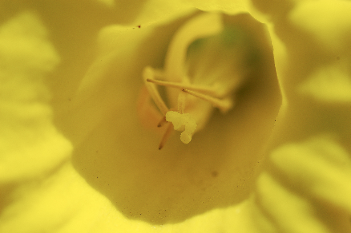 Gelbe Narzisse (Narcissus pseudonarcissus), auch Osterglocke genannt, im Garten