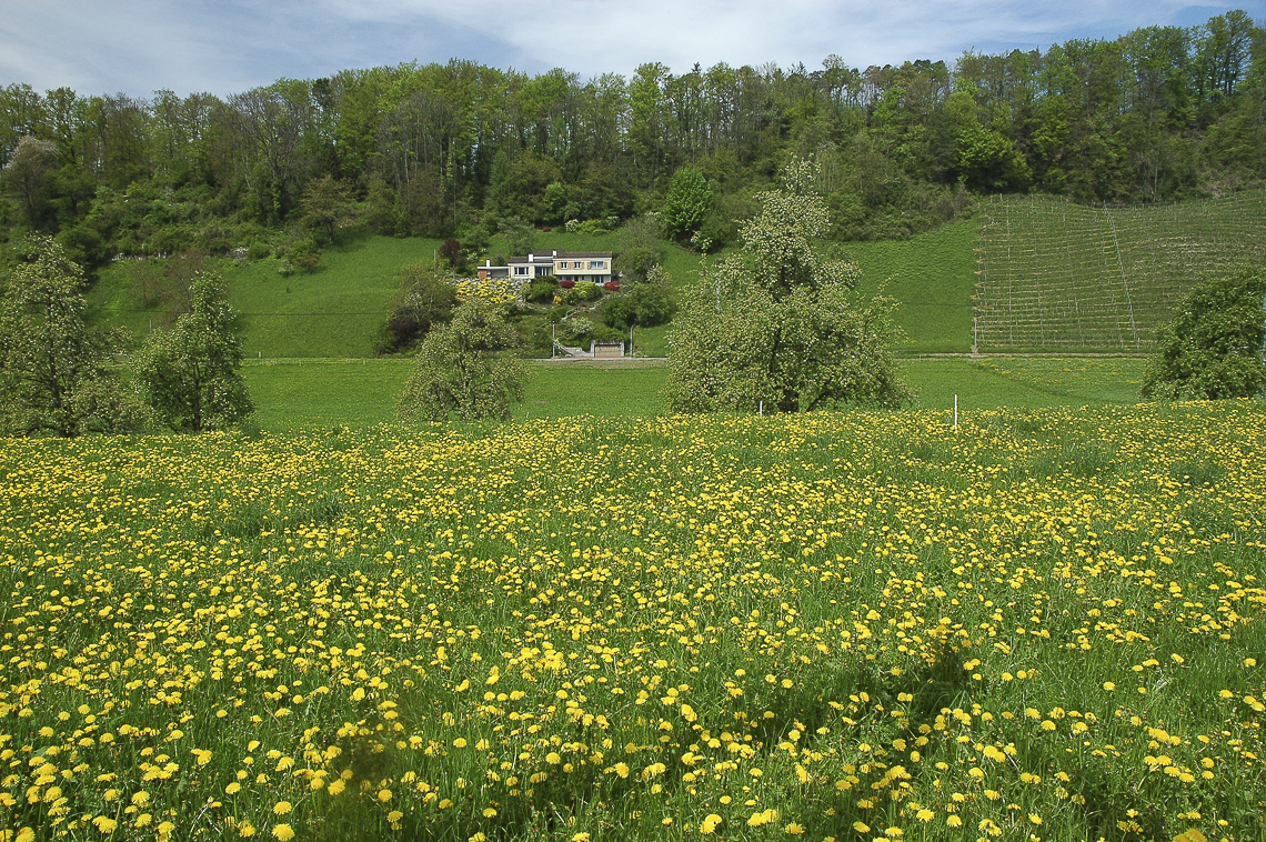 Löwenzahnblüten beim Hubschberg in Feldbach