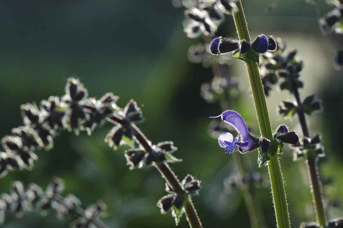 Wiesensalbei (Salvia pratensis) im Garten