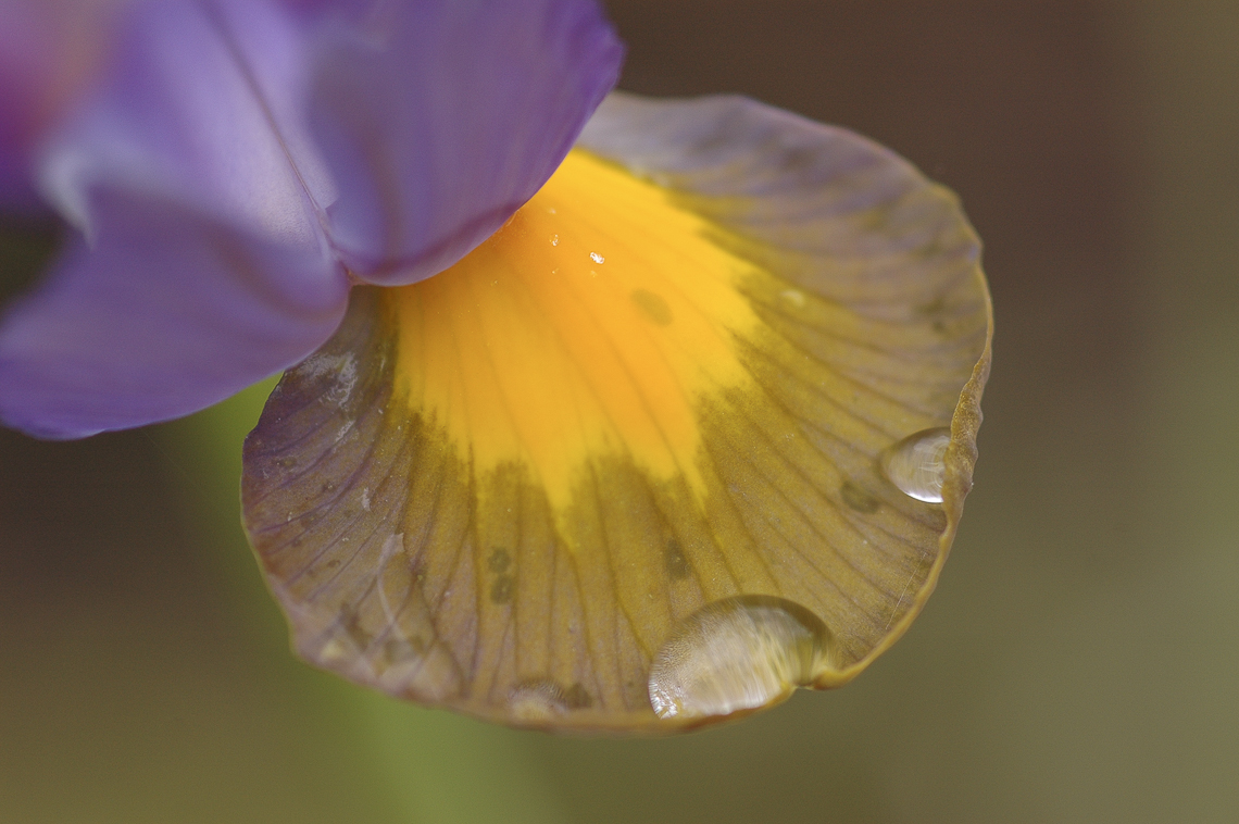 Violett-gelbe Iris mit Regentropfen im Garten