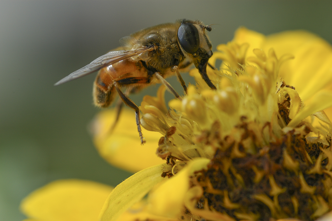 Gelbe Zinnie mit Biene im Garten