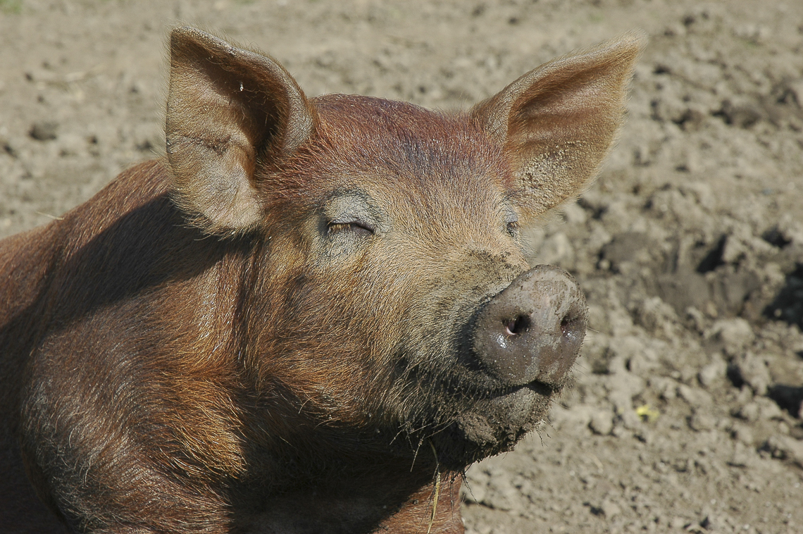 Glückliches Schwein beim Sonnenbad bei der Turpenweid oberhalb Stäfa