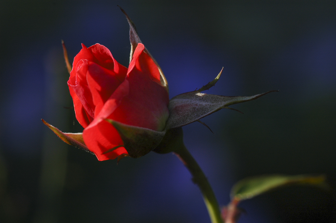 Rote Rose im Hinterholz