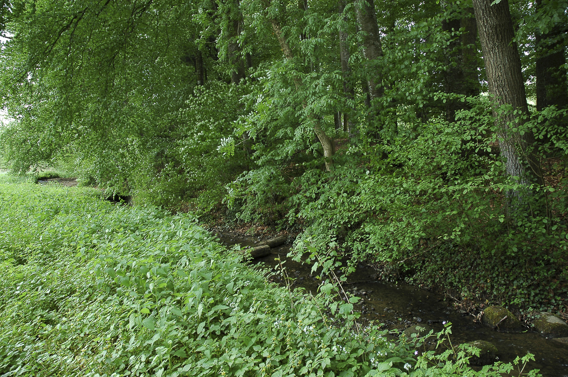 Bach mit üppigem Grün beim Chatzentobelweiher
