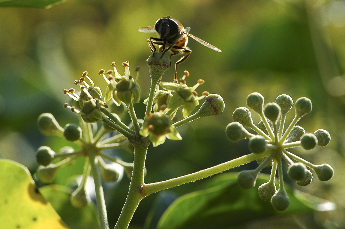 Biene am blühenden Efeu an der Alten Landstrasse bei Uerikon