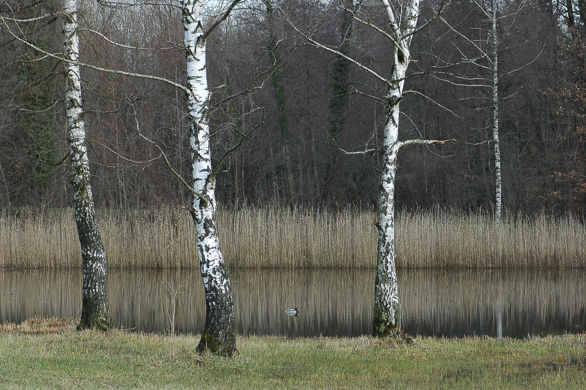 Chatzentobelweiher mit Birken und einsamer Stockente