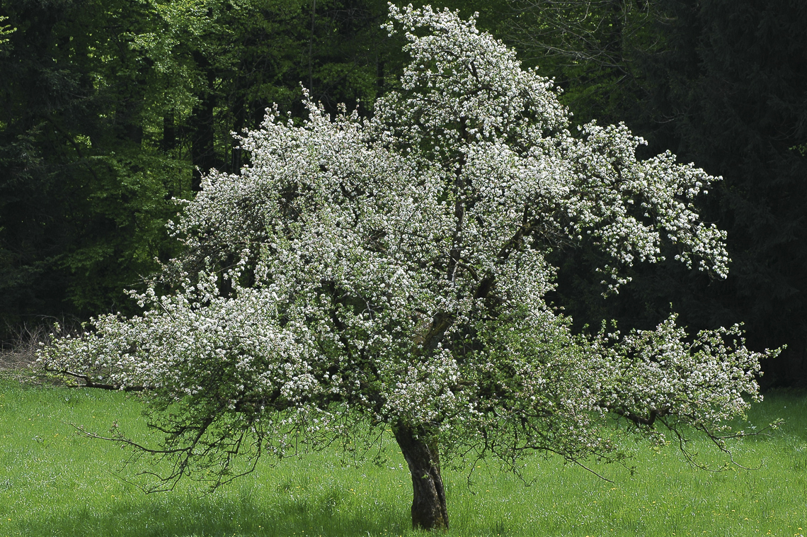 Blühender Apfelbaum in der Langgass