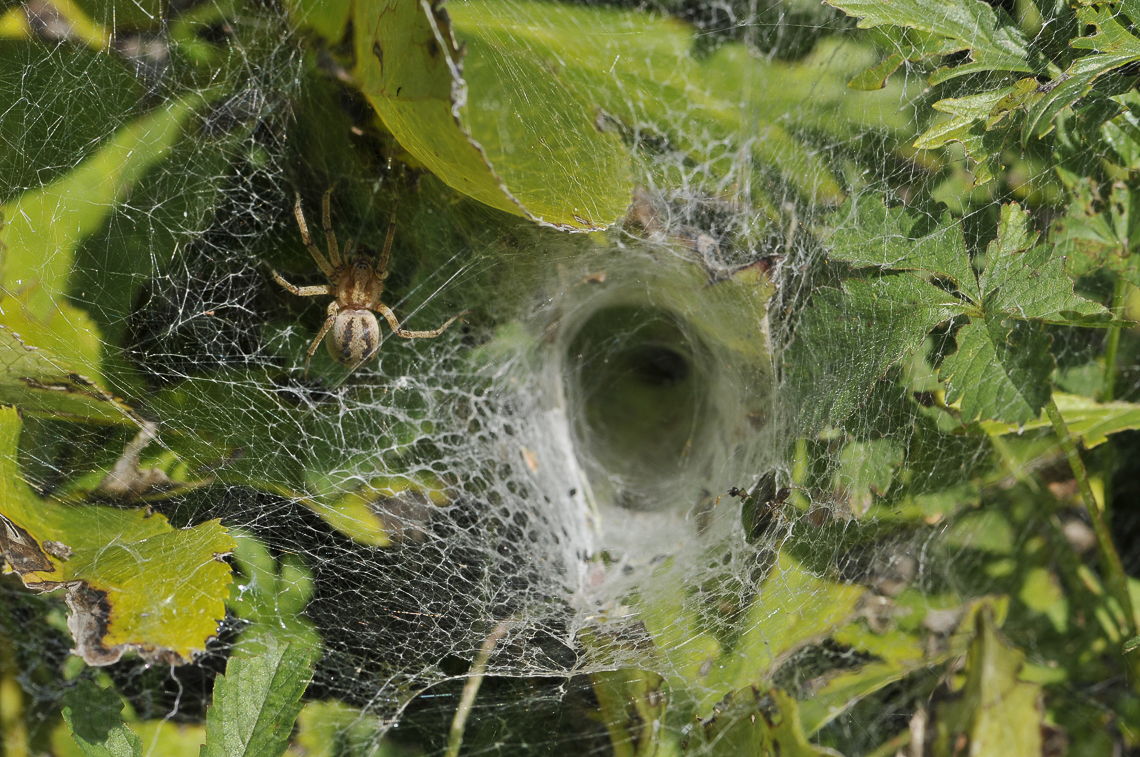 Spinne und Spinnennetz mit Röhre im Garten