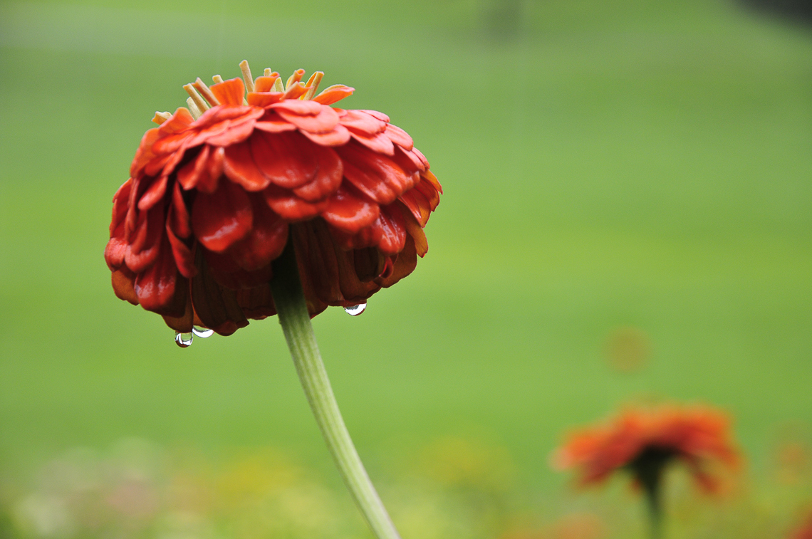 Blume im Regen in der Brunegg