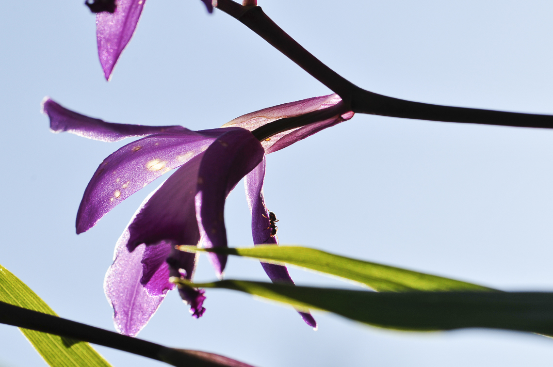 Japanorchidee (Bletilla striata) mit Ameise im Garten