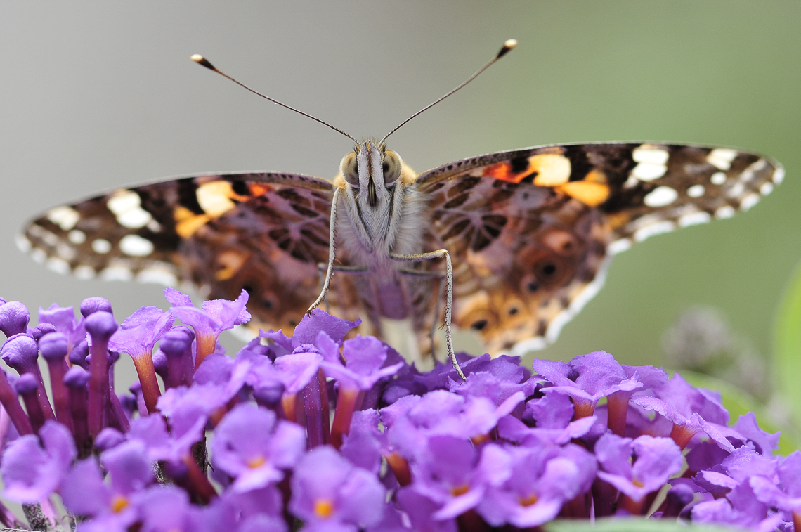 Distelfalter an Schmetterlingsflieder (Buddleja davidii) im Garten