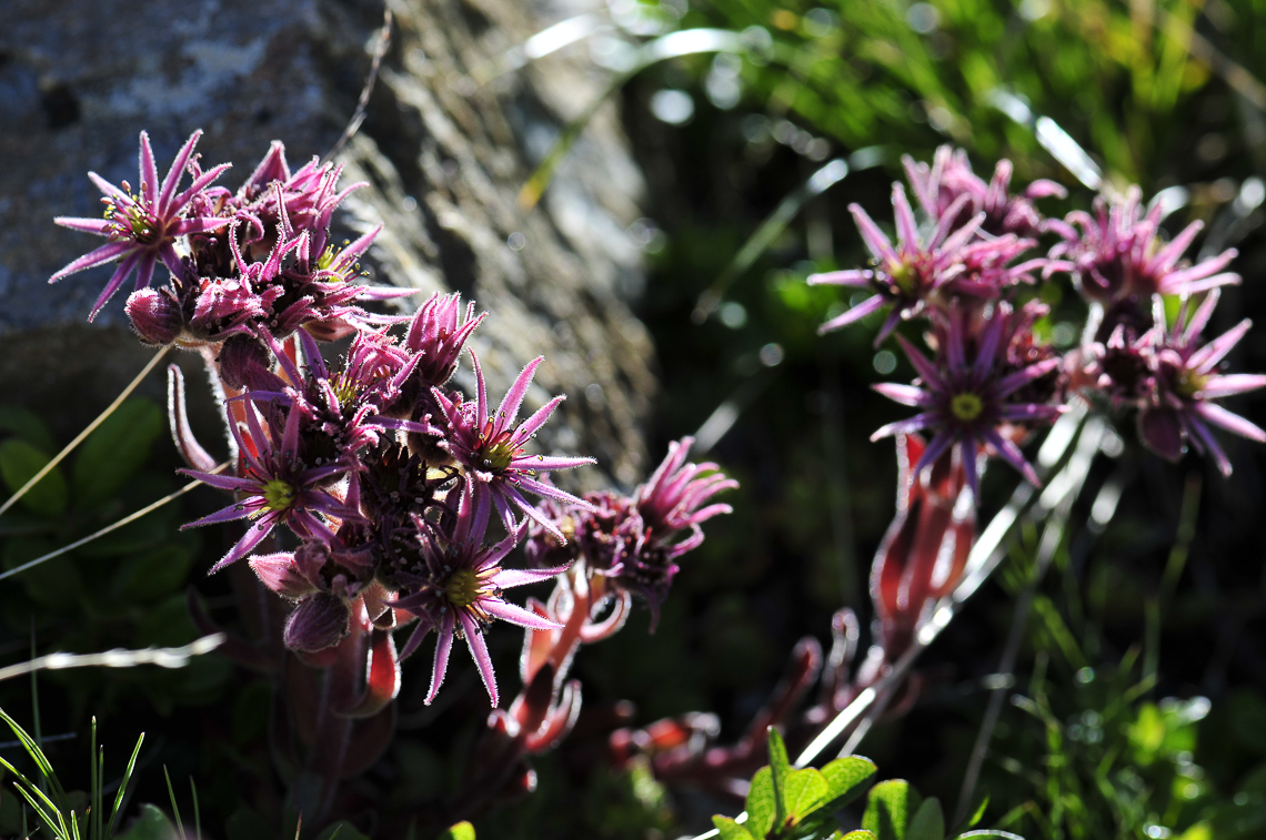 Alpenblumen auf dem Kreuzboden oberhalb Saas-Grund