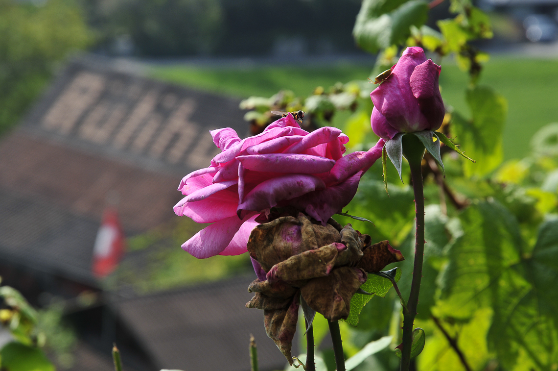 Rosen mit Schwebfliege im Rebberg oberhalb des Rütihofs in Uerikon