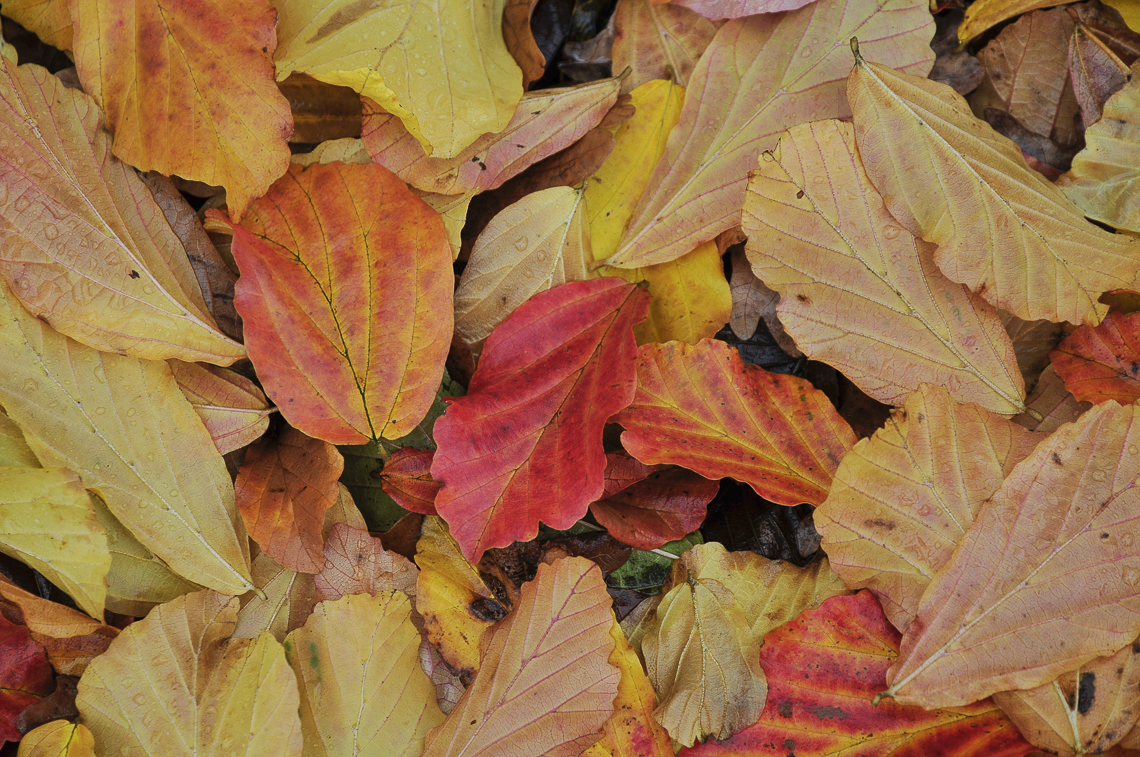 Herbstblätter am Eilweg