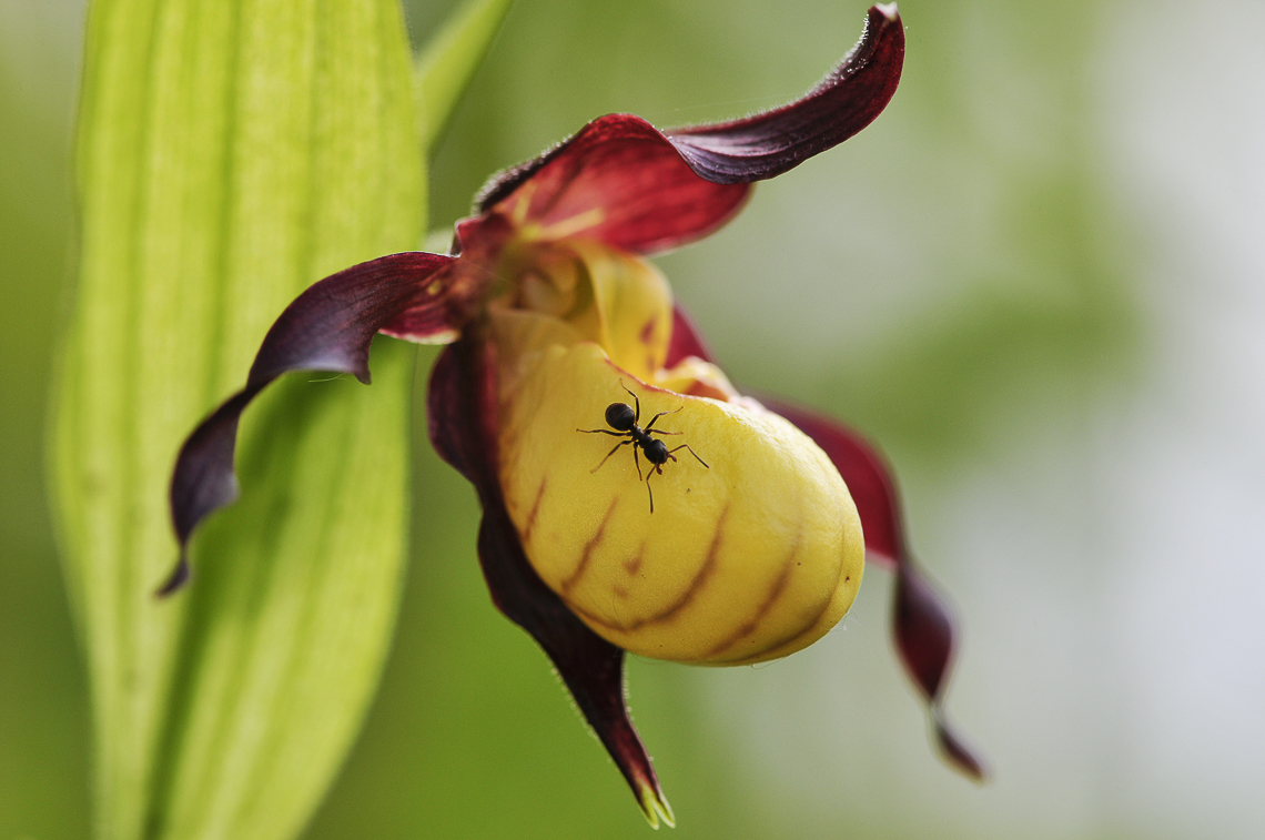 Kleiner Frauenschuh mit Ameise im Garten