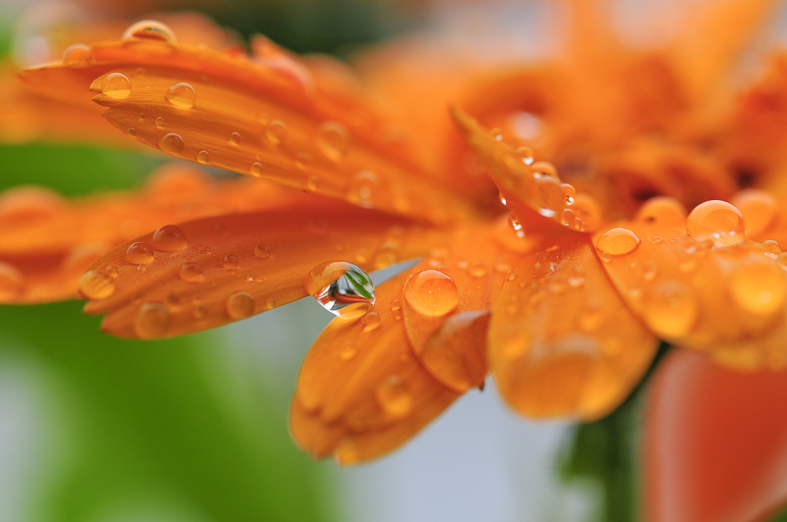 Regentropfen auf einer Ringelblume am Eilweg