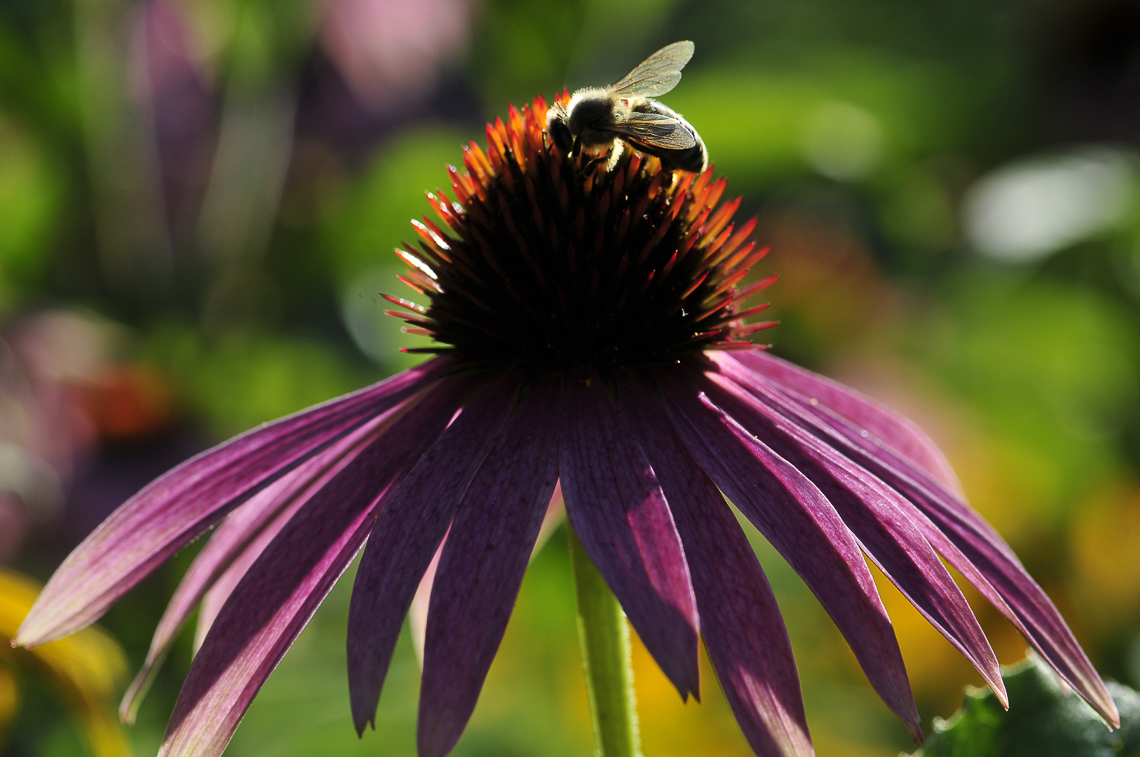 Biene am Sonnenhut (Echinacea) im Garten