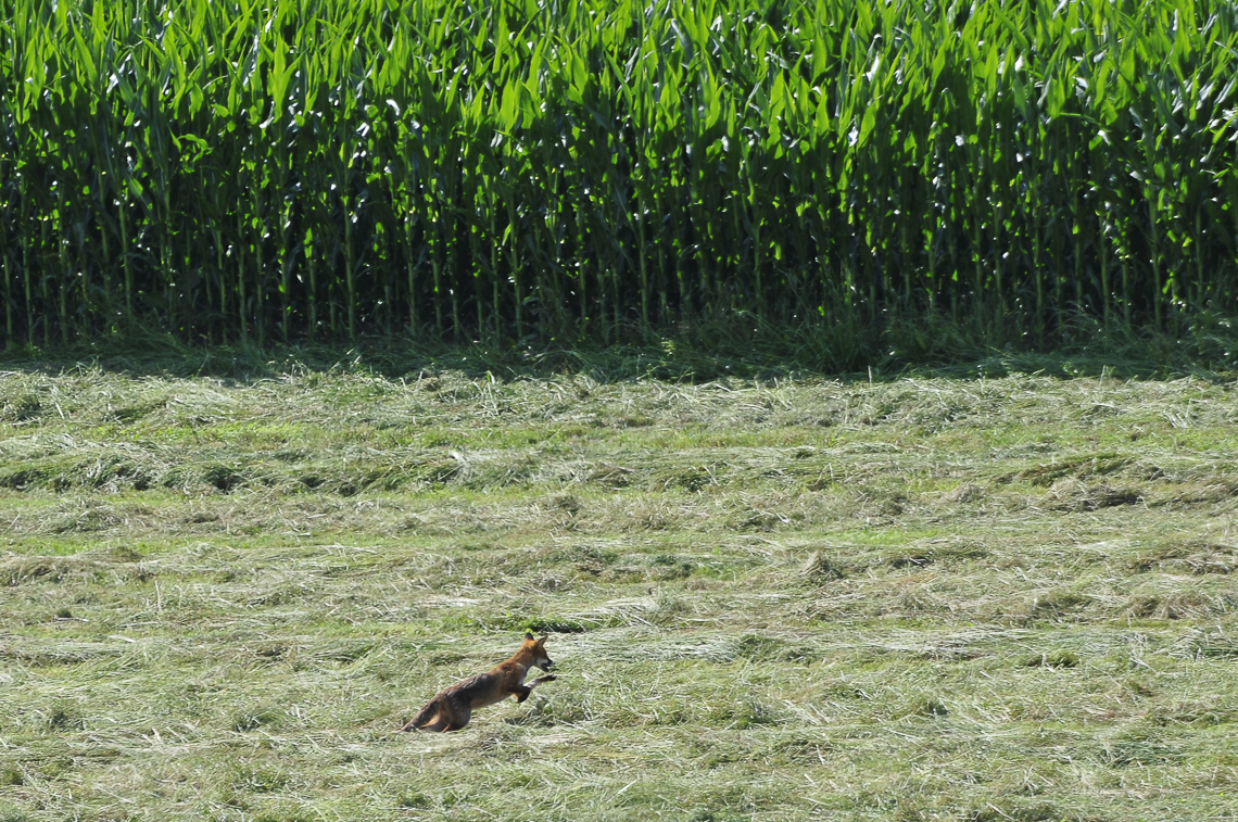 Junger Fuchs auf dem Sprung im Langenriet auf einer frisch gemähten Wiese
