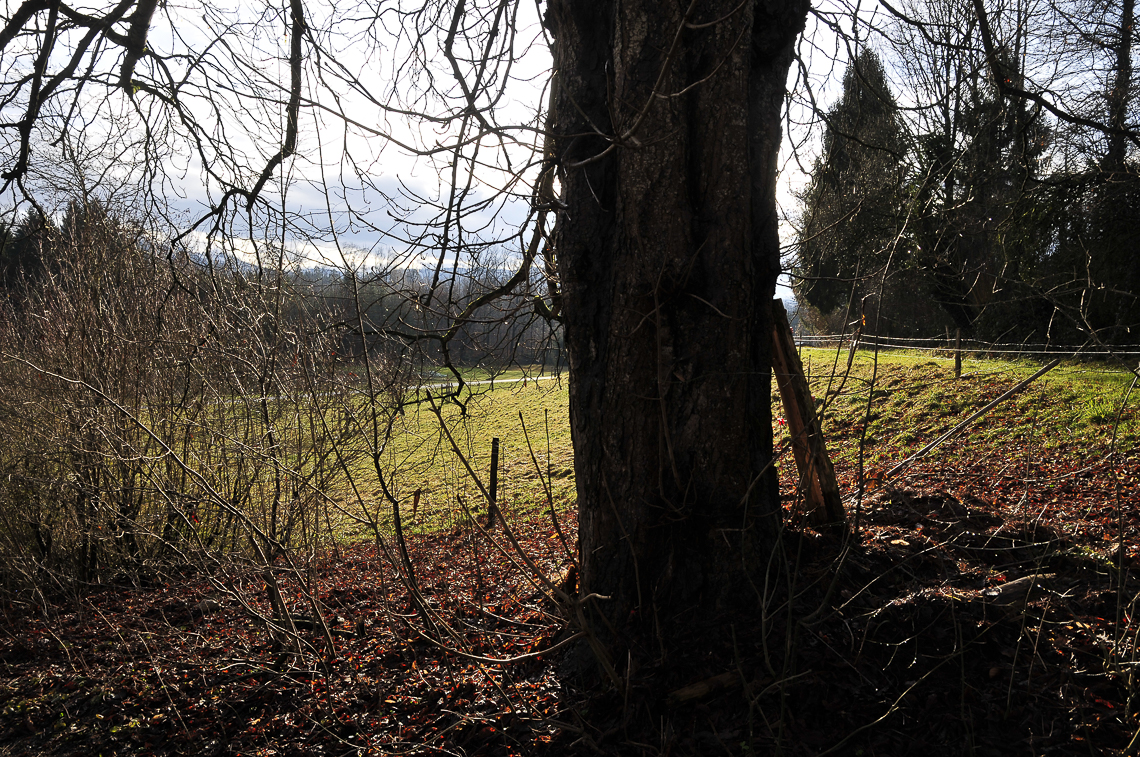 Beim Rosskastanienbaum in der Brunegg