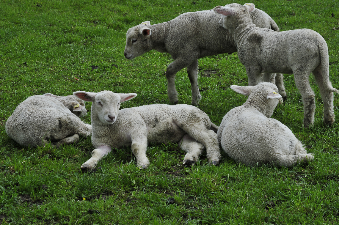 Junge Schafe im Hasel