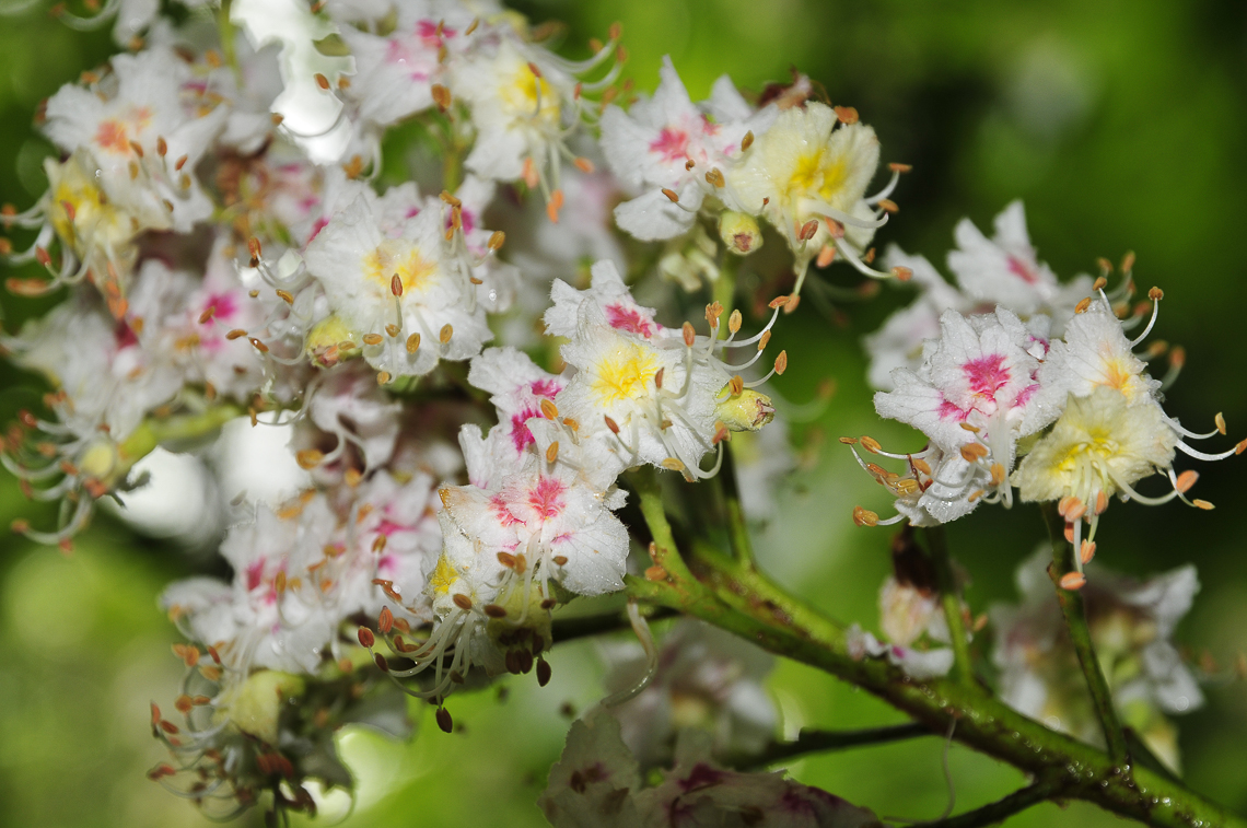 Rosskastanienblüten bei der Brunegg