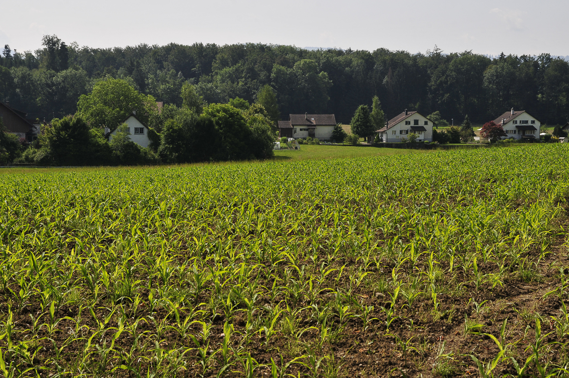 Junges Maisfeld im Langenriet