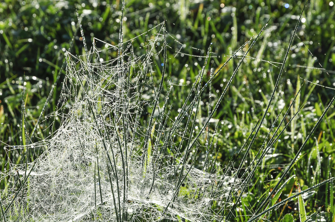 Spinnennetz beim Hochgasswäldli