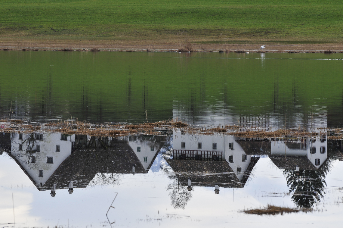 Silberreiher am Lützelsee. Bild herunterladen und um 180 Grad drehen, der Weiler Lützelsee steht unter Wasser!