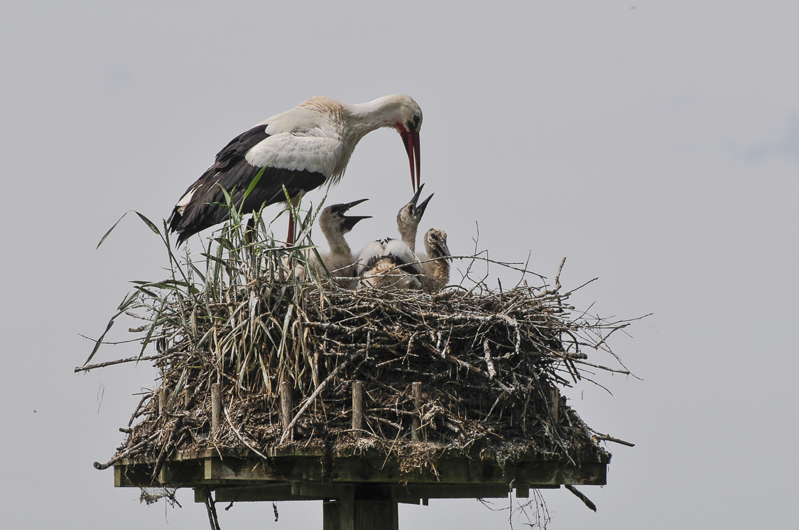 Storchenhorst im Hasel mit fütterndem Altvogel und drei Jungen