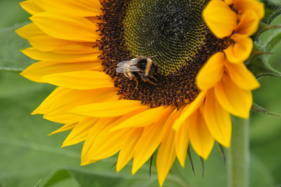 Sonnenblume mit Biene in der Brunegg