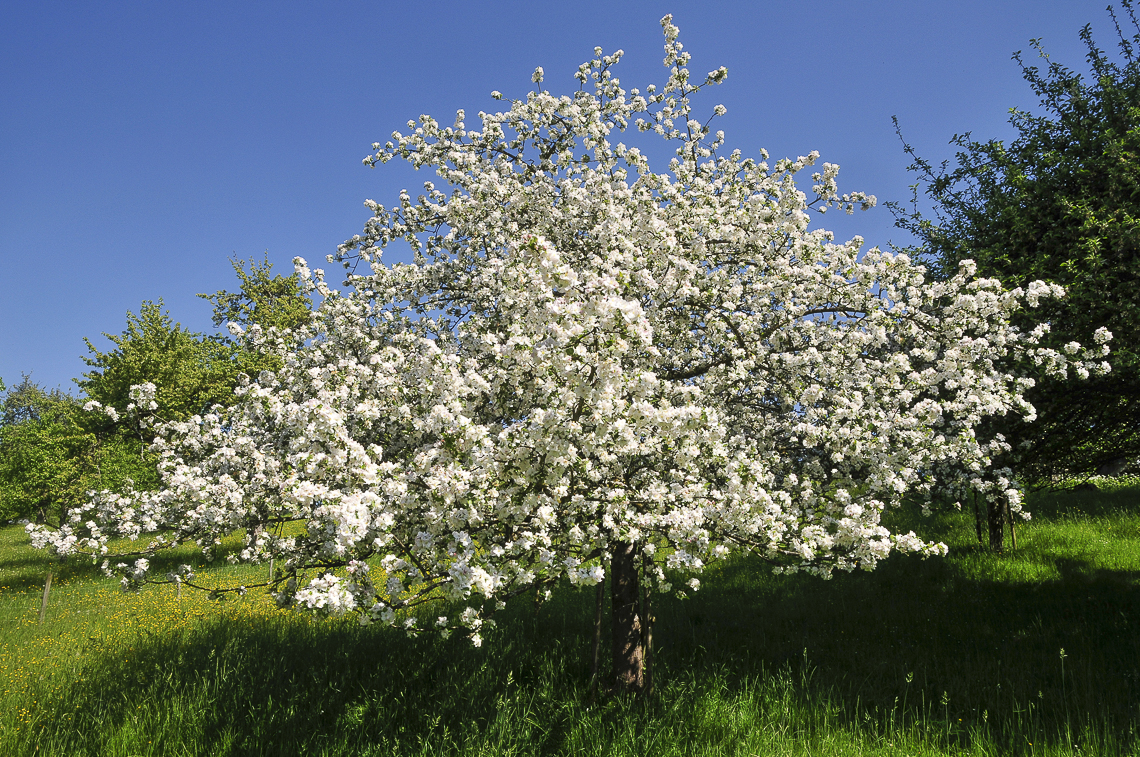 Blühender Apfelbaum im Sunneberg