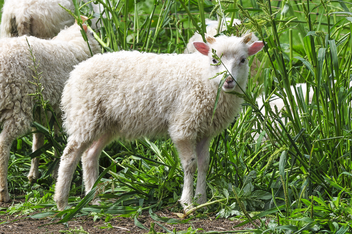 Junges Schaf in der Hueb