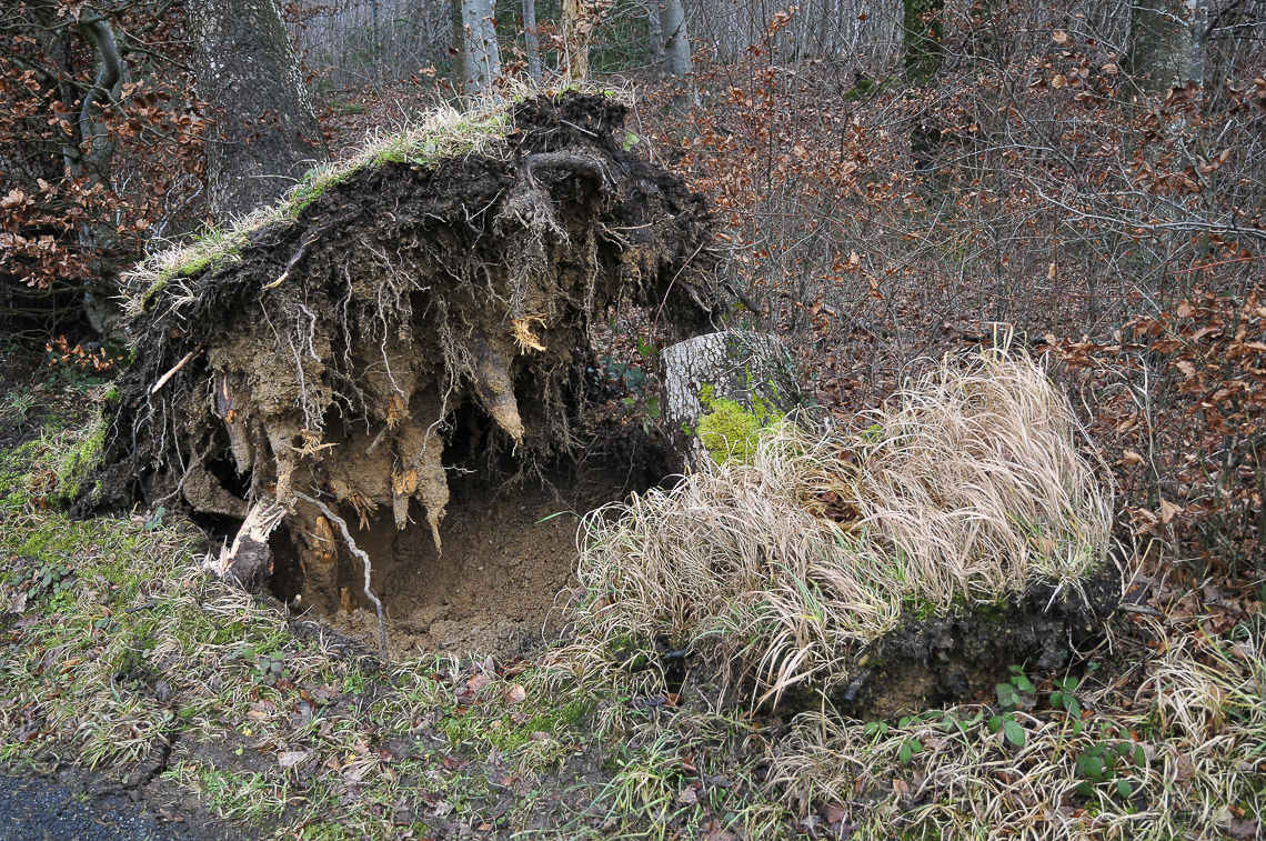 Der Sturm «Burglind» hat auch im Langenriet seine Spuren hinterlassen