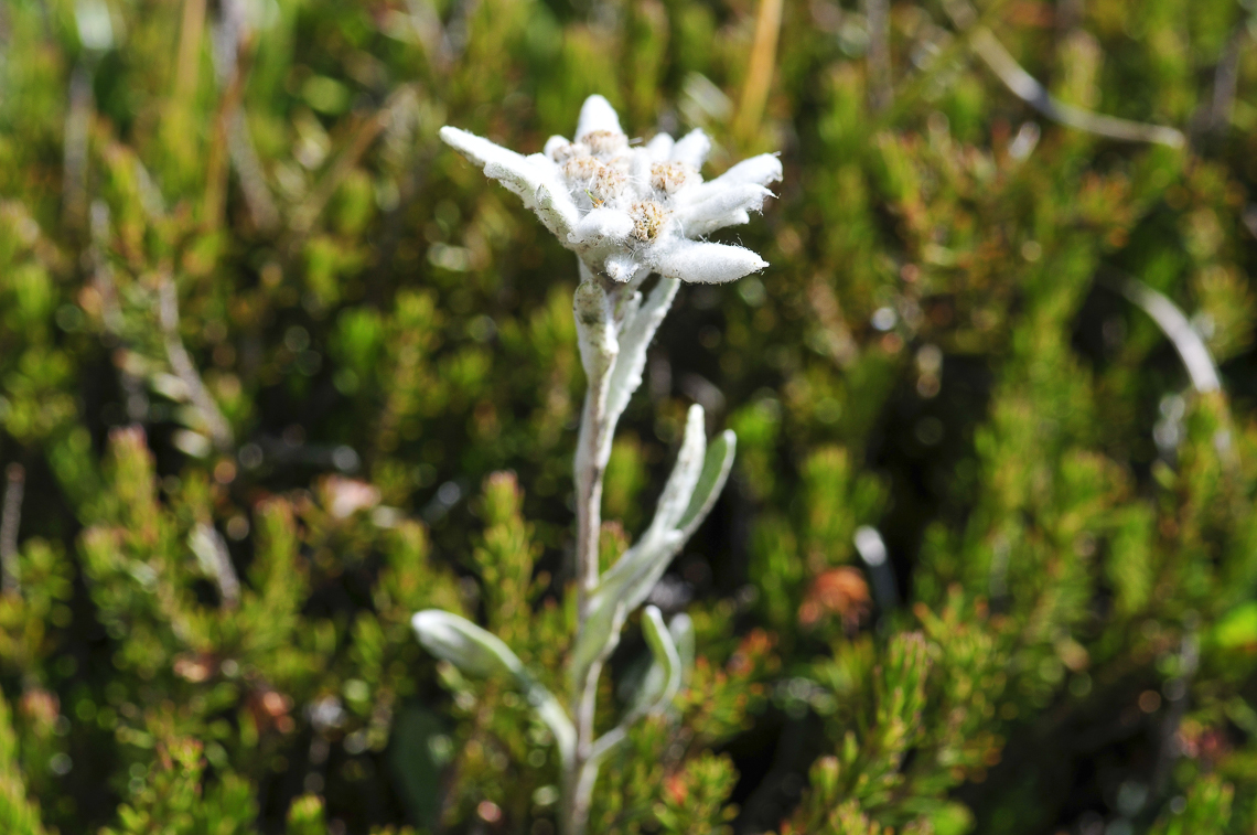 Edelweiss am Munt la Schera (Nationalpark)