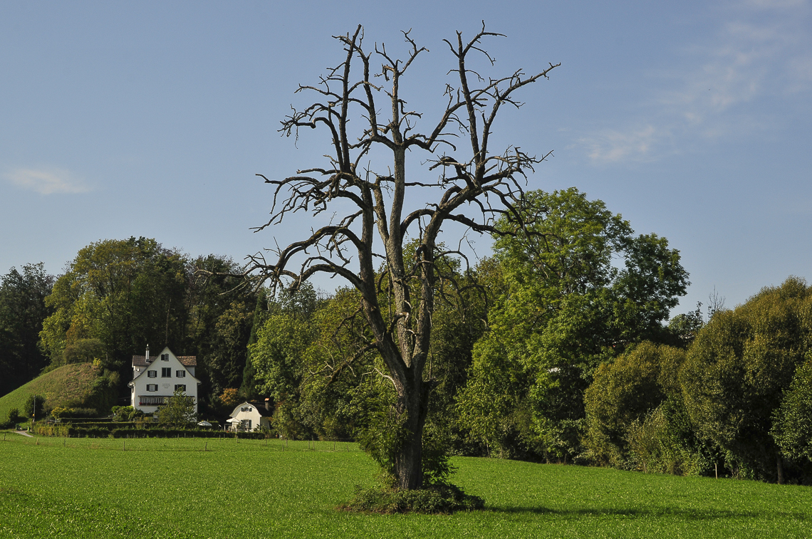 Abgestorbener Birnbaum an der Talstrasse