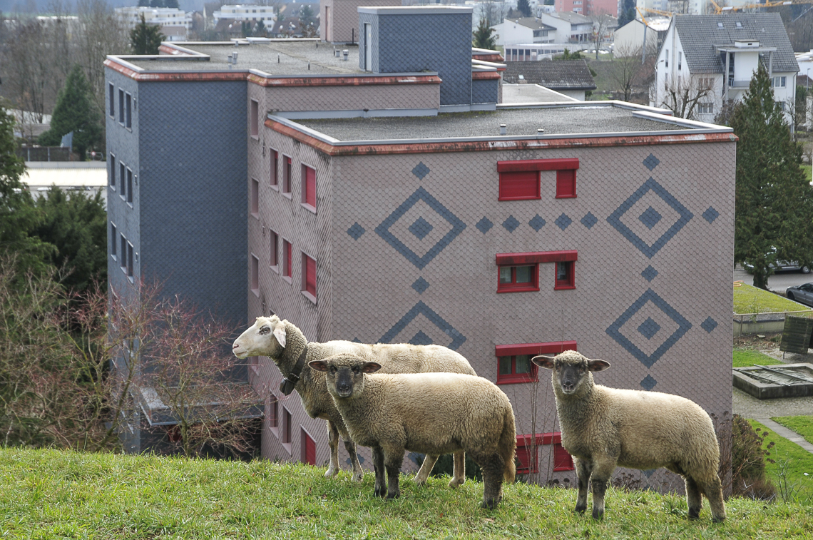 Schafe bei der Heusserstrasse