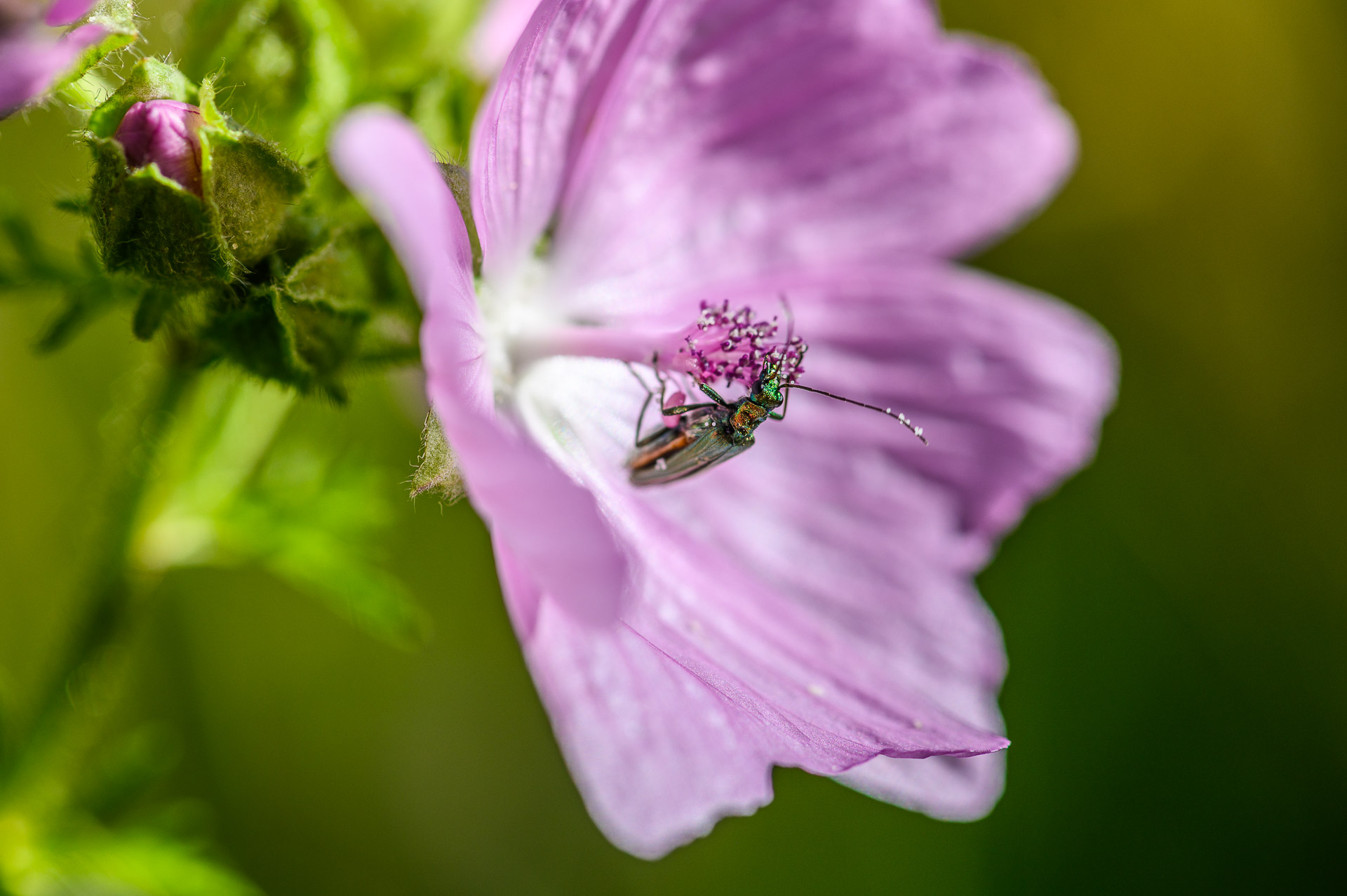 Käfer an der Kleinen Malve im Garten