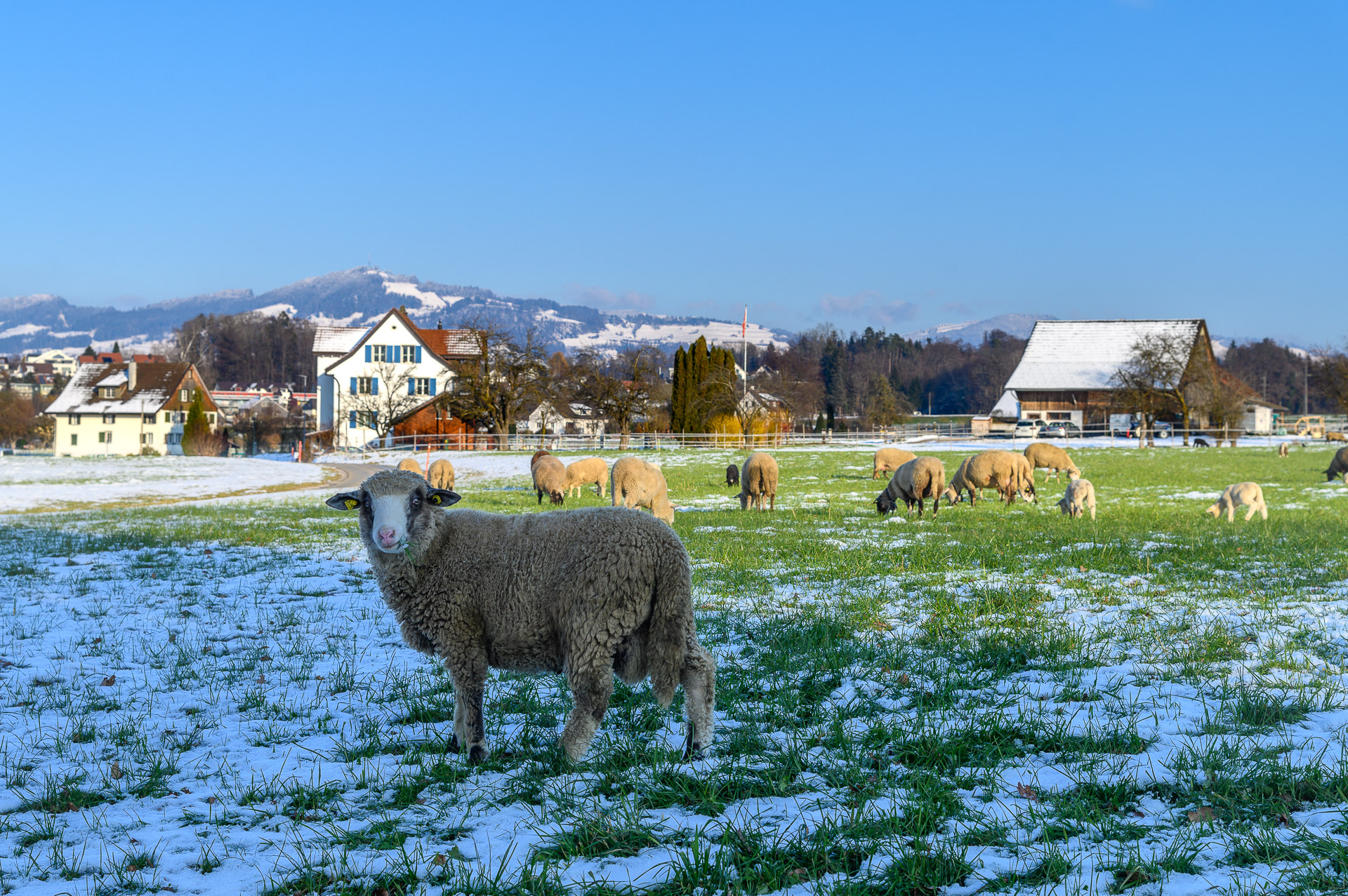 Schafe bei der Berlikonerstrasse/Schwösterrainstrasse mit Bachtel
