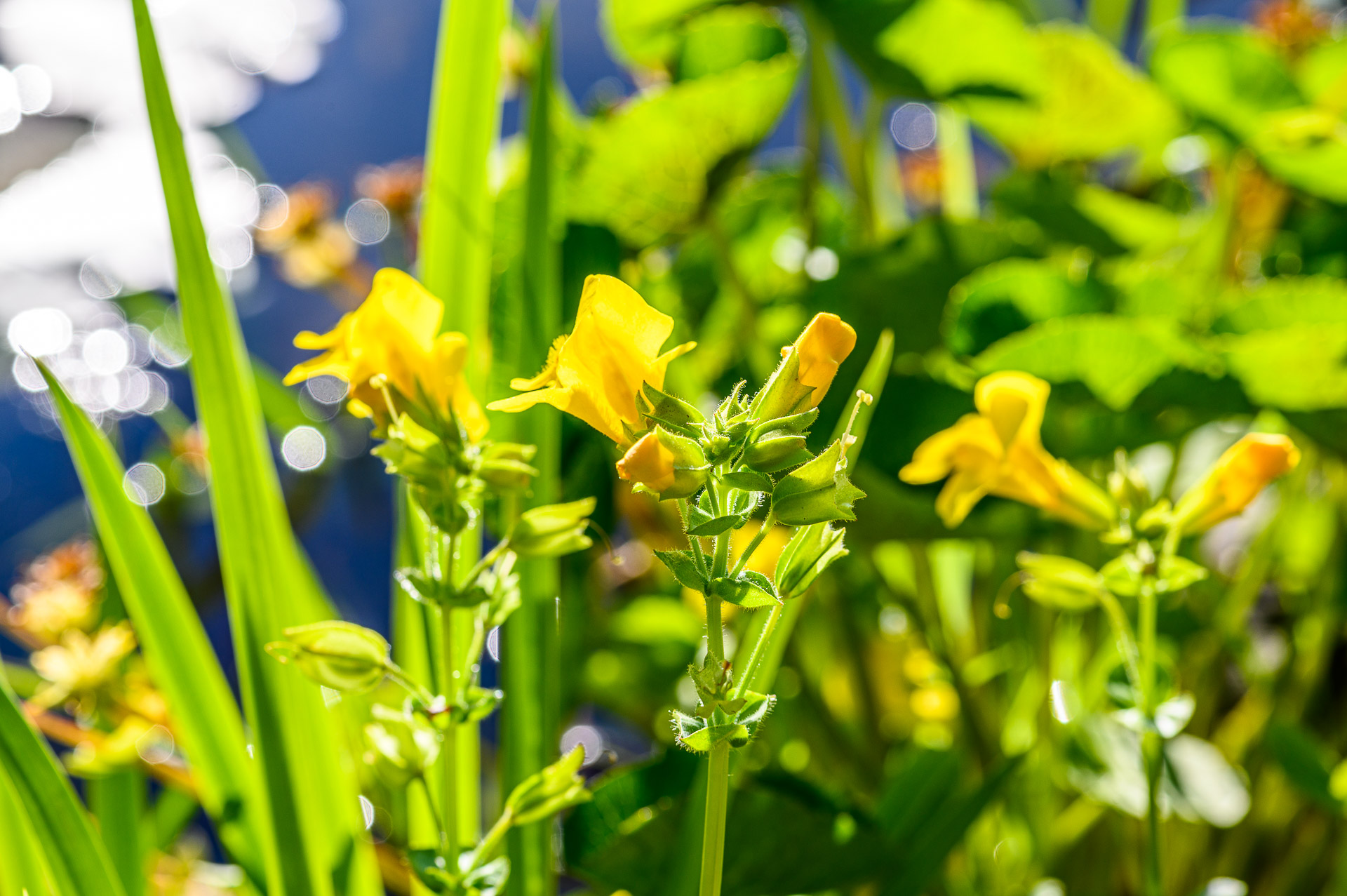 Gelbe Gauklerblume (Mimulus guttatus) am Gartenweiher