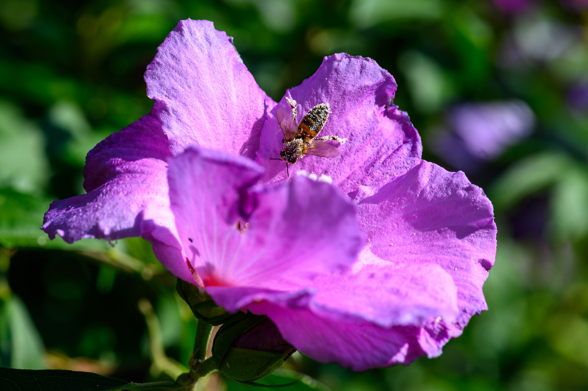 Biene beim Pollensammeln am Hibiskus im Garten