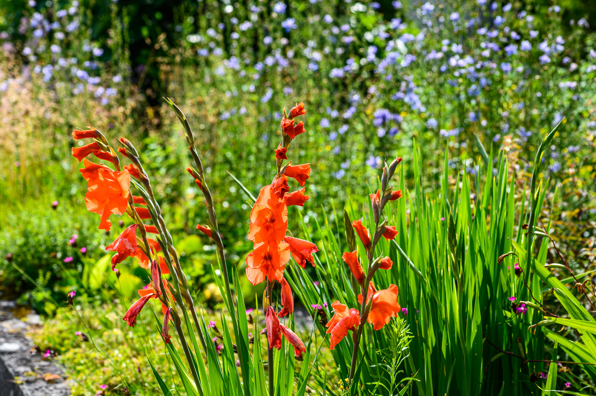 Gladiolen im Garten mit blühender Wegwarte im Hintergrund