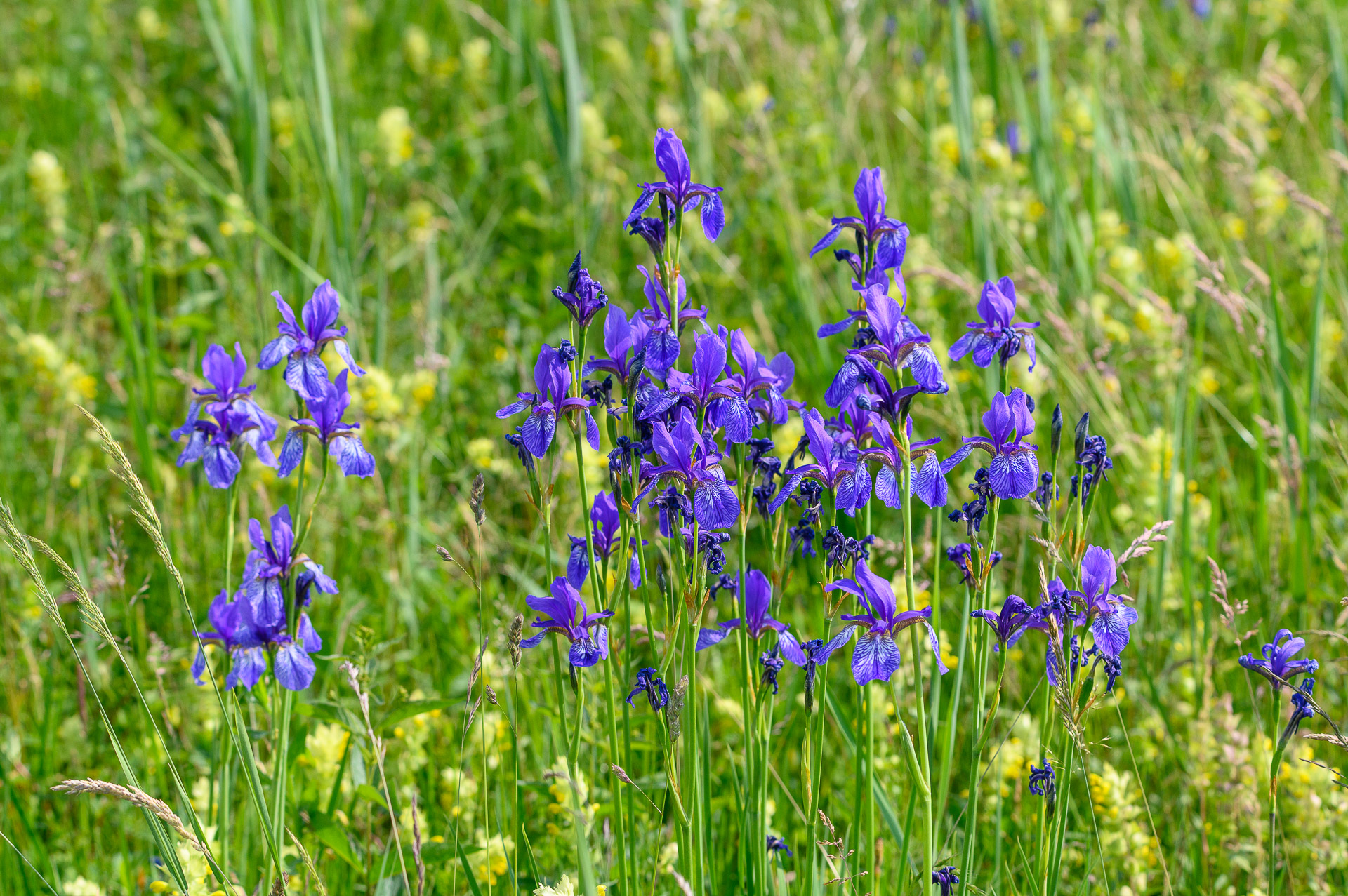 Sibirische Schwertlilie (Iris sibirica) am Lützelsee