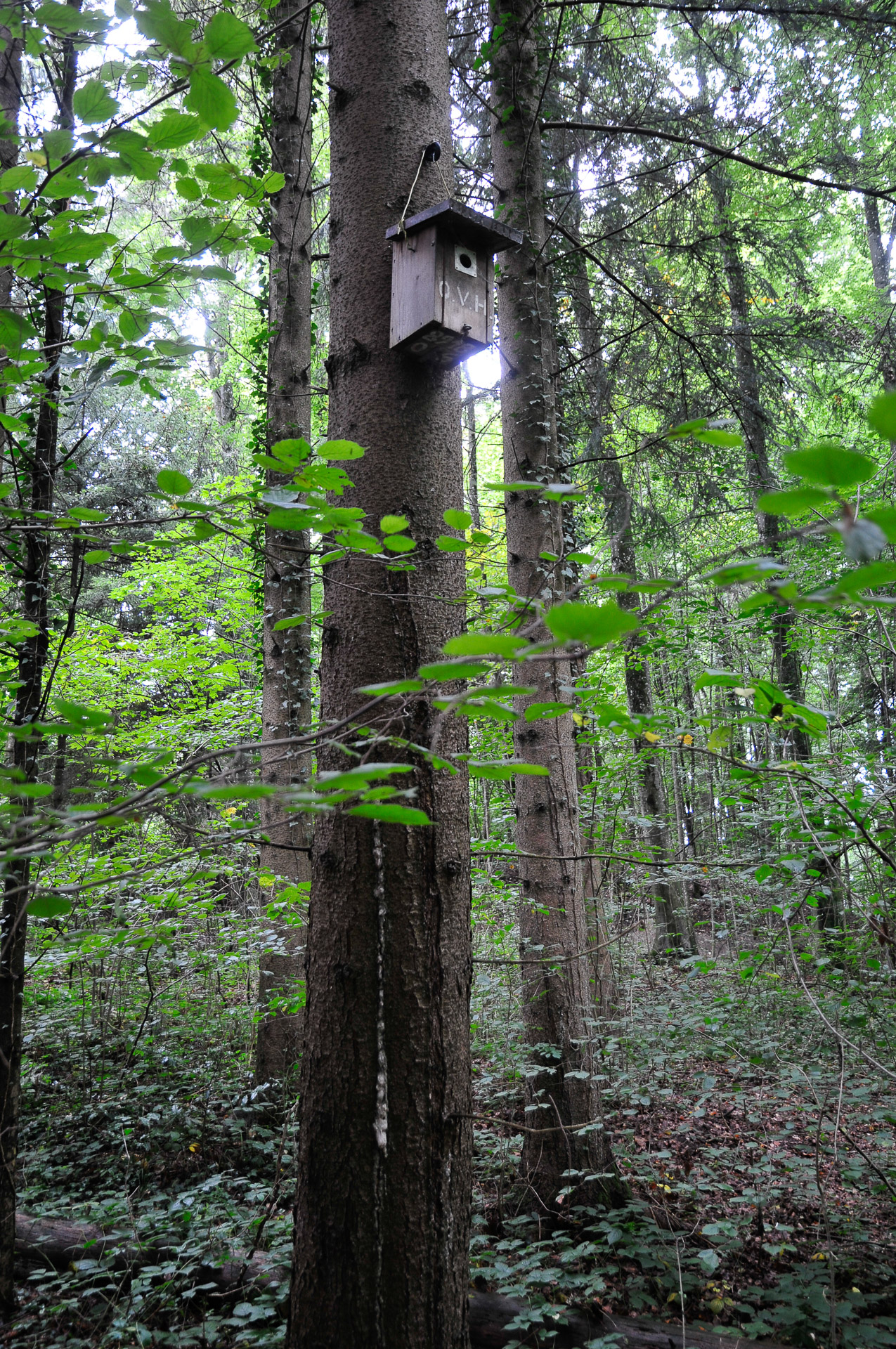 Harzbaum im Grüthölzli mit Nistkasten des OVH am 2. Oktober 2019 um 14.45 Uhr