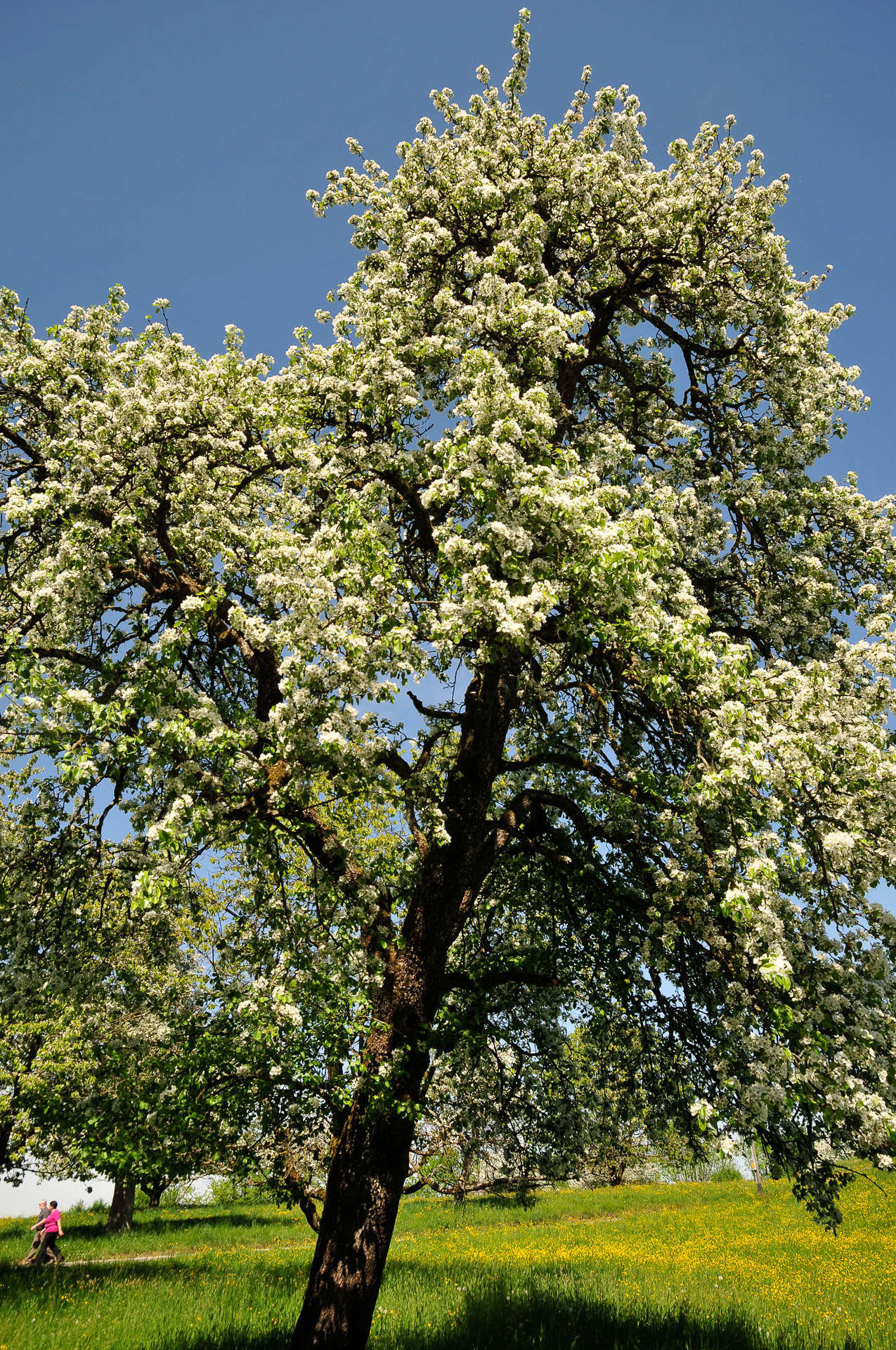 Blühender Birnbaum auf der Lutikerhöhe am 24. April 2018 um 14.25 Uhr