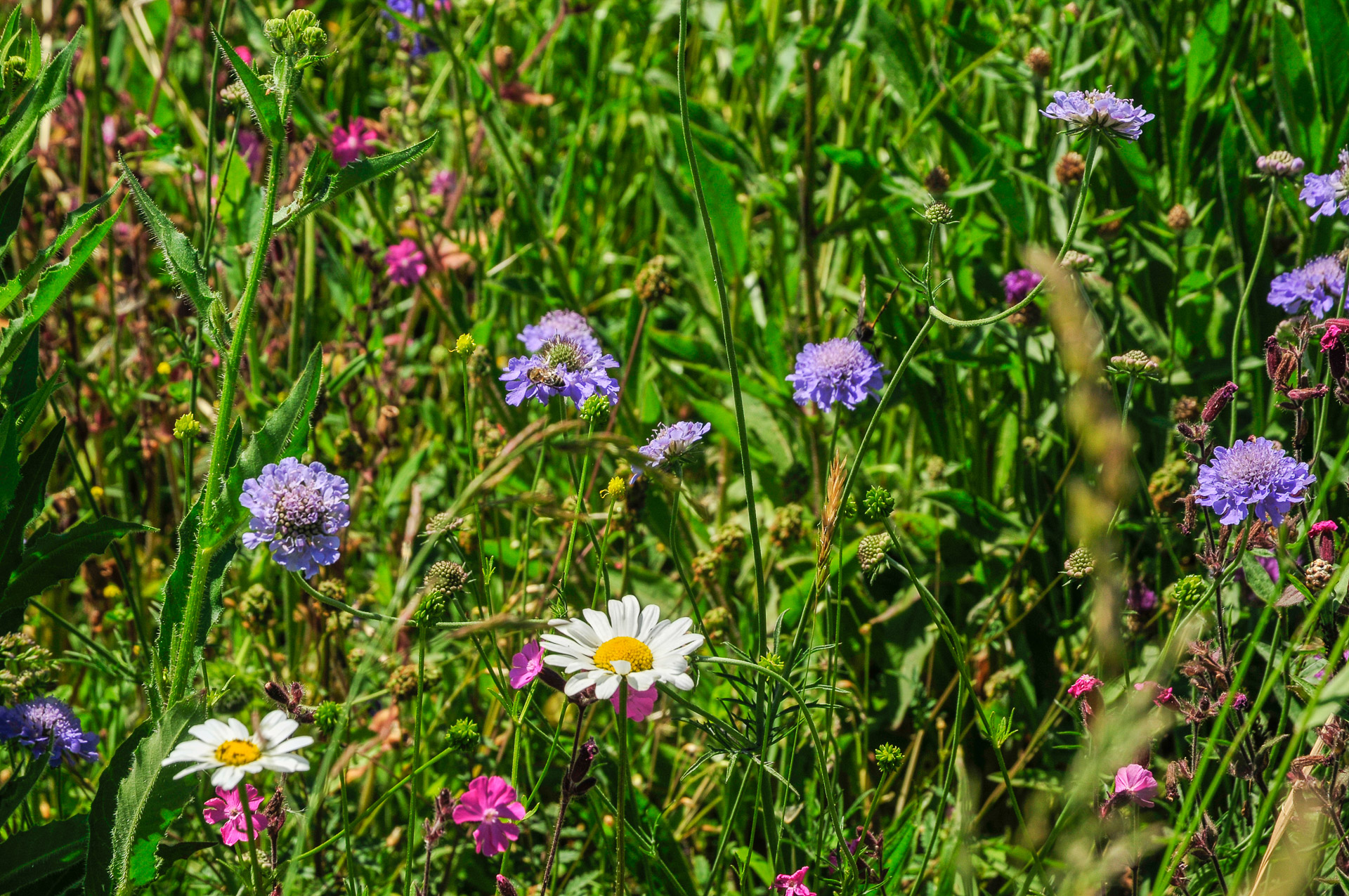 Sommerblumenwiese bei der Buenstrasse am 8. Juni 2019 um 13.40 Uhr