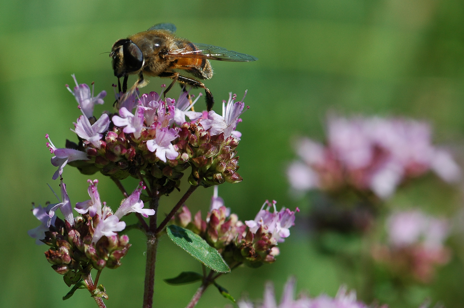 Biene auf Wildem Majoran bei der Langgass am 30. Juli 2007 um 16.18 Uhr